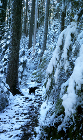 Trail to Annette Lake