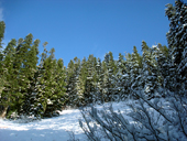 Trail to Annette Lake