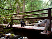 Asahel Curtis Nature Trail