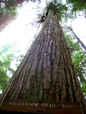 Asahel Curtis Nature Trail