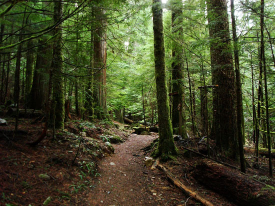 Asahel Curtis Nature Trail