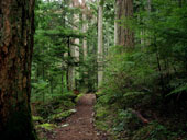 Asahel Curtis Nature Trail