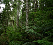 Asahel Curtis Nature Trail