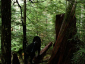 Asahel Curtis Nature Trail