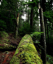 Asahel Curtis Nature Trail