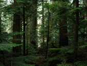 Asahel Curtis Nature Trail