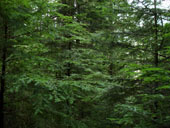 Asahel Curtis Nature Trail