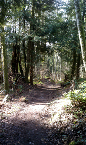 Cougar Mountain