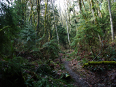 Cougar Mountain
